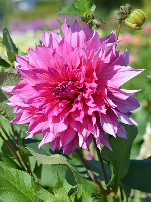 Dahlia Emory Paul